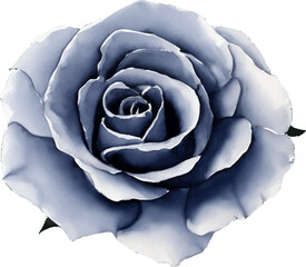 black rose hand drawn with watercolor painting style illustration