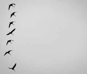 flock of birds