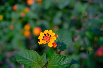 Abstract Defocused Blurred Background Orange flowers on the edge of the fence in Cicalengka - Indonesia. Not Focus