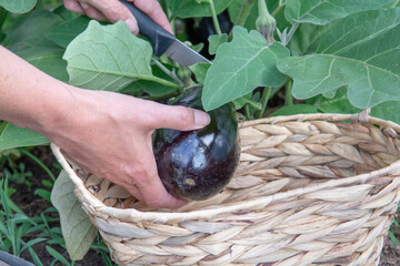 Hand picking organic eggplant, aubergine or brinjal  in the greenhouse.