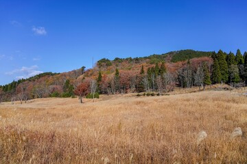 Fototapeta premium 青空バックに見る砥峰高原の秋の情景＠兵庫
