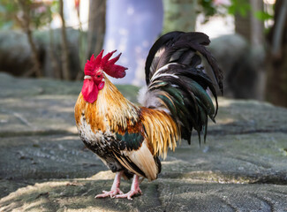 Bantam walking on the floor