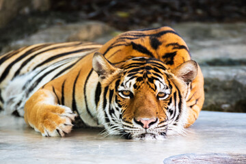 Fototapeta na wymiar Tiger lying relax on a stone