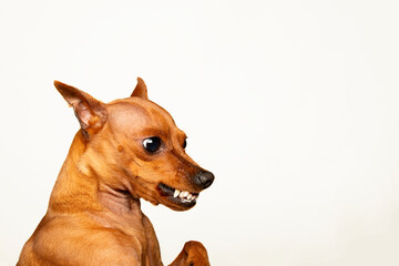 Angry dog on a white background. Animal aggression. The grin of a pet.