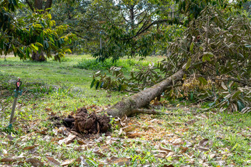 Naklejka na ściany i meble Durian tree in the garden that was hit by a storm and fell