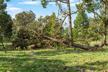 Durian tree in the garden that was hit by a storm and fell