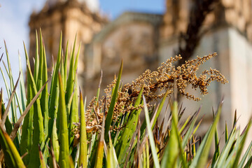 Agave plants with Oaxaca Santo Domingo cathedral in the background. The Church and Convent of Santo Domingo de Guzmán 
