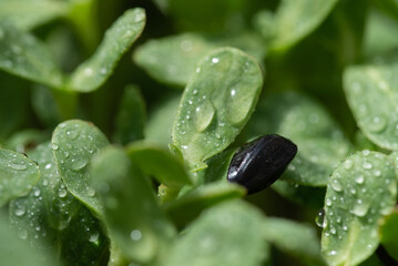 sunflower microgreens 1