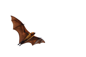Bat flying isolated on transparent background. "Lyle's flying fox"	