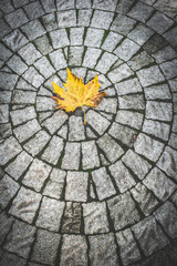 Autumn leaf on stone tiles - 556584111