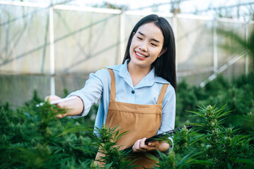 Portrait of Asian woman marijuana researcher checking marijuana cannabis plantation in cannabis farm, Business agricultural cannabis. Cannabis business and alternative medicine concept.