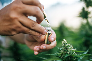 Close up hand of Marijuana researcher holding a chemical dropper filled with cannabis extract....