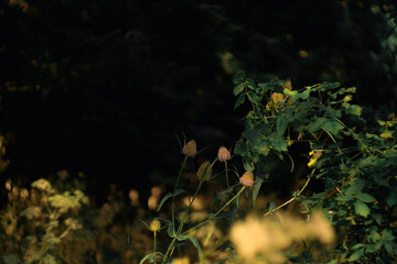 morning in the forest