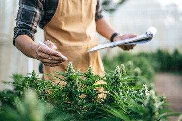 Asian man marijuana researcher checking marijuana cannabis plantation in cannabis farm, Business agricultural cannabis. Cannabis business and alternative medicine concept. - 556584994