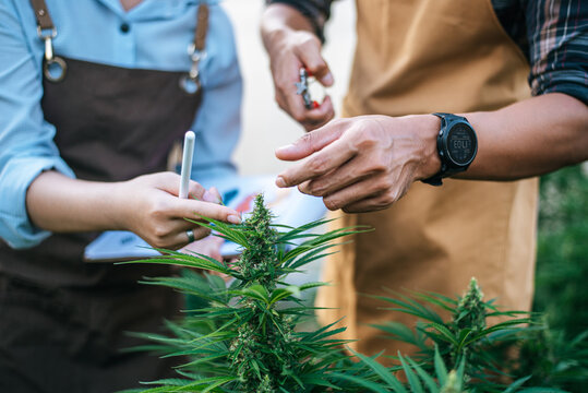 Close up hand of Asian woman and man marijuana researcher checking marijuana cannabis plantation in cannabis farm, Business agricultural cannabis. Cannabis business and alternative medicine concept.