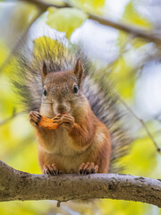 The squirrel sits on tree with carrot in the autumn. Eurasian red squirrel, Sciurus vulgaris.