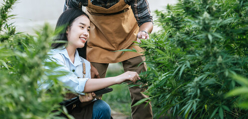 Portrait of Asian woman and man marijuana researcher checking marijuana cannabis plantation in...
