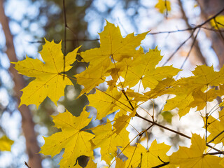 Fototapeta na wymiar Maple branches with yellow leaves in autumn, in the light of sunset.