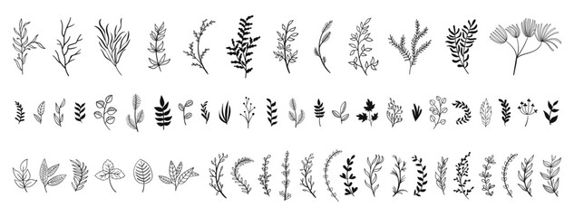 set collection plants leave hand draw vector. Drawing beautiful creeper leaves, decorative set	
