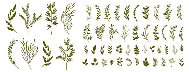set collection plants leave hand draw vector. Drawing beautiful creeper leaves, decorative color set