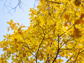 Oak branches with yellow leaves in autumn park
