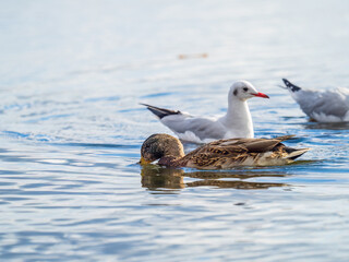Mallard female Duck swims in the pond.