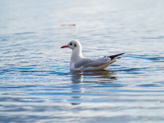 One Seagull, The Black-headed gull, Adult bird in winter plumage, swims on the calm lake shore