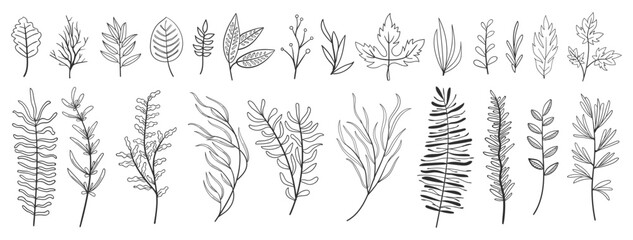 set collection plants leave hand draw vector. Drawing beautiful creeper leaves, decorative set	