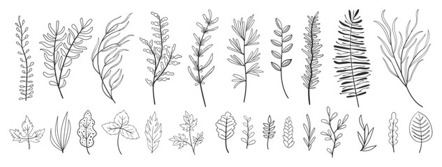 set collection plants leave, hand drawn vector. Drawing beautiful creeper leaves, decorative set	