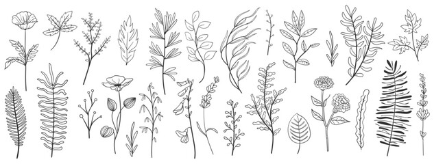 Fototapeta na wymiar set collection plants leave hand drawn vector. Drawing beautiful creeper leaves, decorative set 