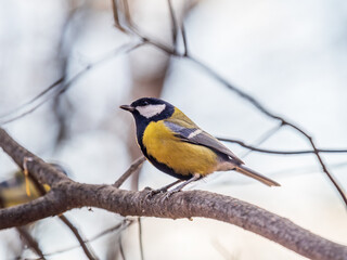 Obraz premium Cute bird Great tit, songbird sitting on the branch with blured background