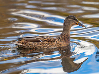 Mallard female Duck swims in the pond.