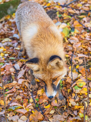 The red fox Vulpes vulpes walks along a path in the forest.