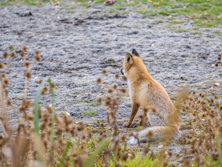 Obraz premium Close up of a red fox Vulpes vulpes, sitting on a path in the forest.