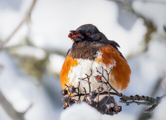 an adorable fluffy spotted towhee enjoys dry berries in cold winter weather
