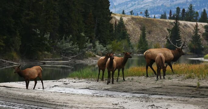 Small herd of Rocky Mountain elk graze near pond during mating season, Alberta, Canada.