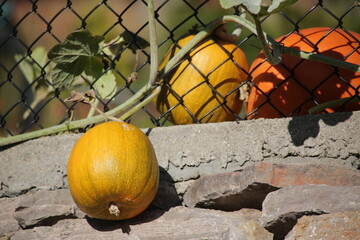 Pumpkins growing - on the vine