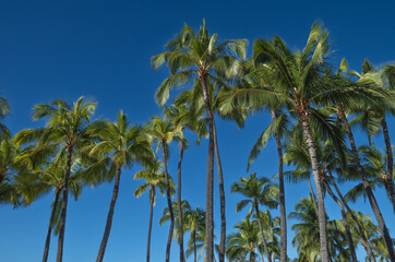 Fototapeta na wymiar Tall Coconut Palm Tree Grove Under Blue Sky in Hawaii.