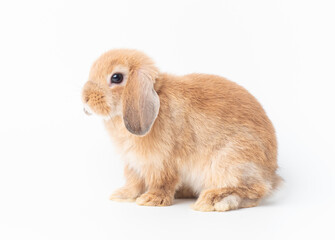 Orange baby holland lop rabbit sitting on white background. Side view of holland lop rabbit.