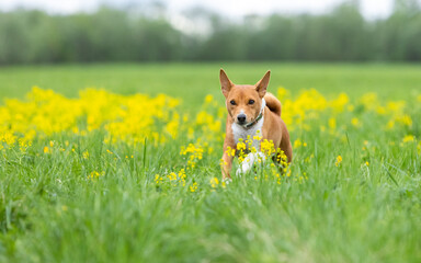Basenji dog runs in tall grass in a field on a green lawn with yellow flowers