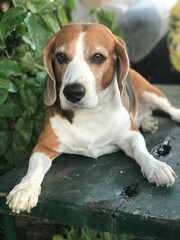 beagle photo shoot