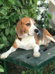 beagle photo shoot