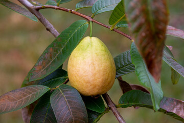 One red ripe guava on tree