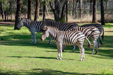 Dubbo Australia, herd of plains zebra standing in field