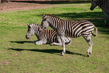 Fototapeta na wymiar Dubbo Australia, two plains zebra in sunshine