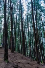 Obraz premium View of vagamon pine forest