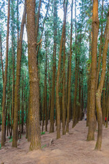 View of vagamon pine forest