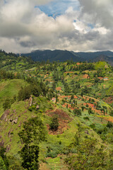 Fototapeta na wymiar beautiful tea plantations in the mountains. Sri Lanka