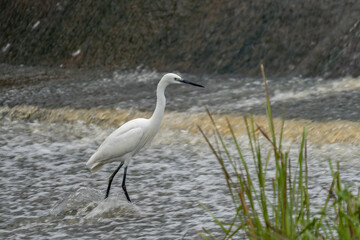 ardea alba/ white heron portrait africa kenya