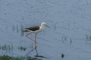 Black-winged Stilt, Himanthopus himantophus, black and white bird with long red legs, in the nature habitat, water pond, India. Wildlife scene from nature, Mana Pools NP, Zimbabwe in Africa.